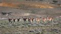 0251-dag-13-062-RN 40 Santa Cruz guanaco's